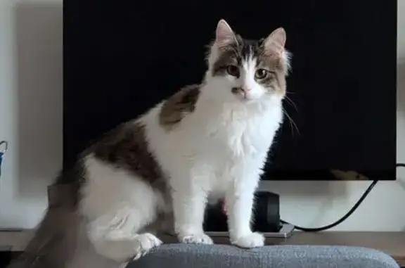 Chat perdu, Lyon, photo: Molly, chat tigré peureux perdu à Lyon