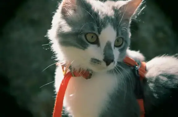 Chat perdu : Galaad, 9 mois, blanc et gris - photo