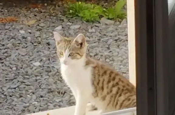 Chaton tigré 3 mois perdu à Guéret - photo