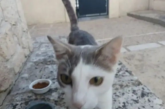 Animaux trouvés Saint-Rémy-de-Provence, photo: Chat câlin trouvé, rentre au Hameau des Magnans