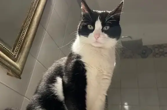 Chat européen noir et blanc perdu à Chalon - photo