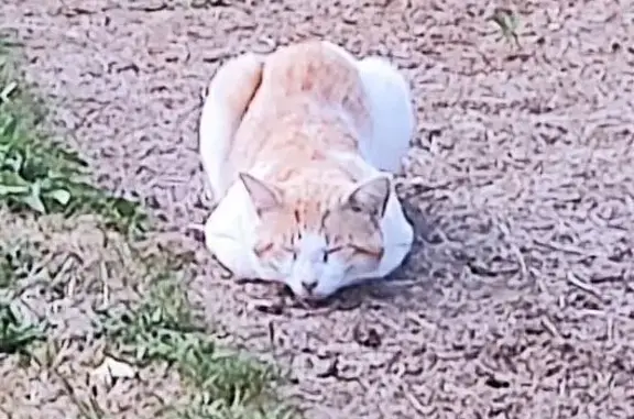 Chat roux/blanc trouvé à La Heurtaudrie - photo