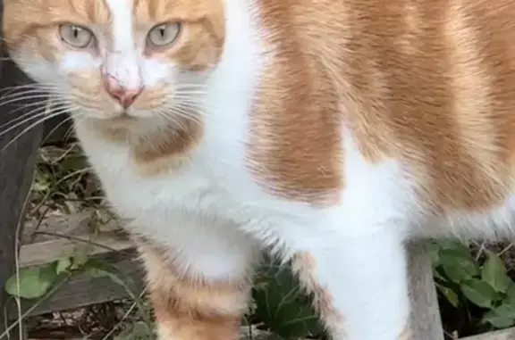 Animaux trouvés , photo: Chat trouvé maigre, Rue Vincent Pya, Croutelle