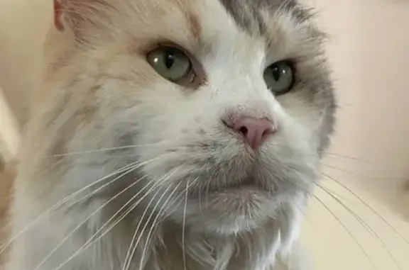 Chat perdu, Charbonnières-les-Bains, photo: Chatte perdue Syndelle, 10 ans, yeux verts