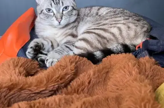 Chat perdue : Satine, tigre grise/blanche - photo