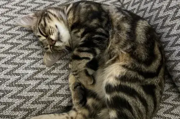 Animaux trouvés Clichy-sous-Bois, photo: Chat tigré sociable trouvé à Clichy