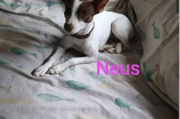 Perro perdido: Podenco blanco y marrón en San Benito
