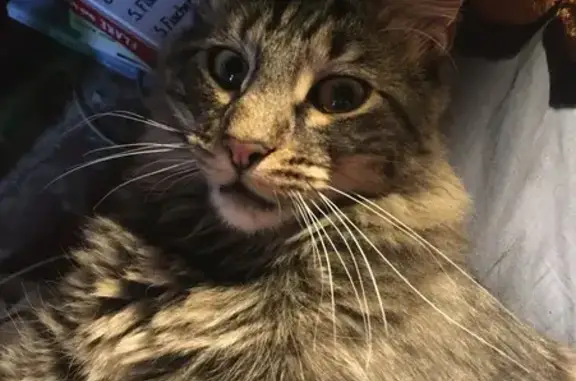 Animaux perdus , photo: Chat tigré perdu à Château-Arnoux
