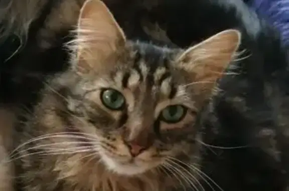 Animaux perdus Brioude, photo: Chat perdu : Maxou, européen tigré noir