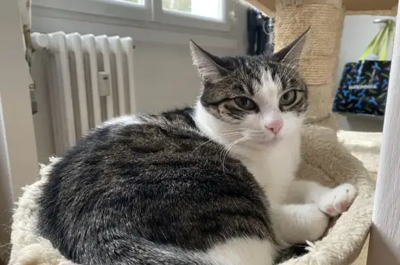 Chatte tigrée perdue à Sérent - photo