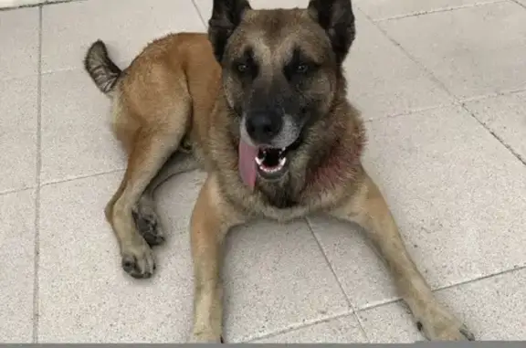 Chien trouvé Les Ponts-de-Cé, photo: Chien errant et chiot recueillis en ville