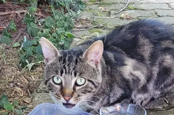 Animaux trouvés , photo: Chat peureux trouvé à Mévoisins