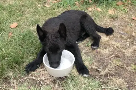 Chien trouvé Les Ponts-de-Cé, photo: Chien et chiot errants pris en charge