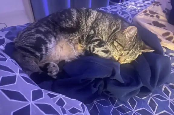 Chat gris perdu, très câlin, Longuyon - photo