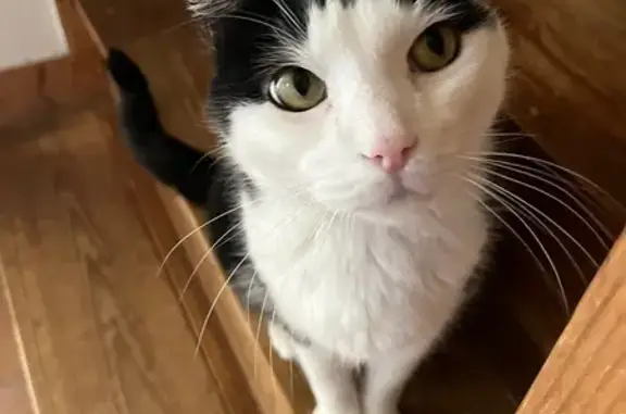 Chat perdu, Soustons, photo: Chat noir et blanc perdu à Soustons