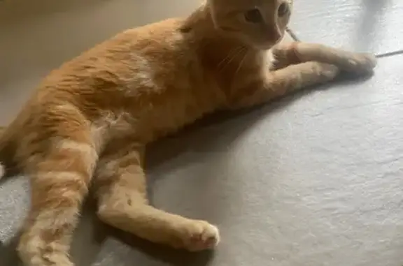 Chat trouvé Buzet-sur-Tarn, photo: Chaton roux trouvé à Buzet-sur-Tarn