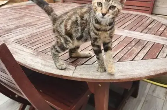 Chat trouvé , photo: Chaton tigré trouvé à Capens, queue cassée