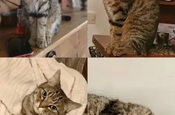 Chat perdu, castré, pucé, Le Poiré-sur-Vie - photo