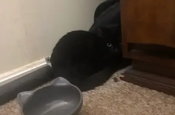 Lost and found pets Pawtucket, photo: Lost Black Cat: Green Eyes & White Chest