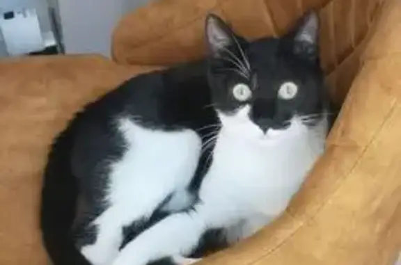 Chat perdu sociable, pucé, Beaumont 95 - photo