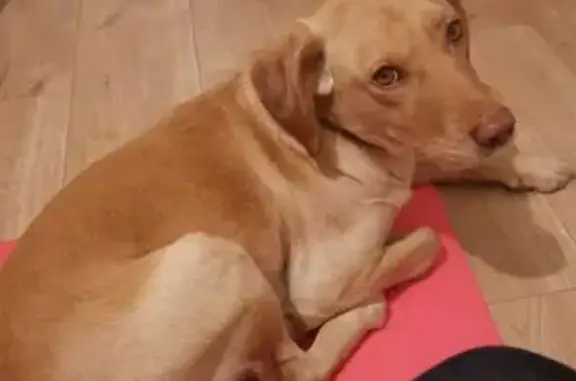 Chien perdu Mézériat, photo : Chien crème perdu à Mézériat