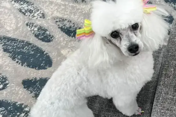 Lost White Multipoo, 15, Needs Meds