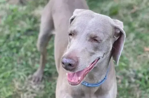 Help Find Kimber: Urgent Medical Need!
