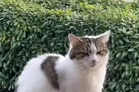 Chatte blanche perdue à Amphion-les-Bains - photo