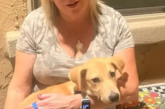 Found pets Marana, photo: Found: Friendly Yellow Lab in Marana