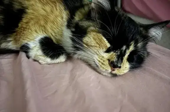 Missing cat Fontana, photo: Lost Calico Cat on Weeping Willow Lane