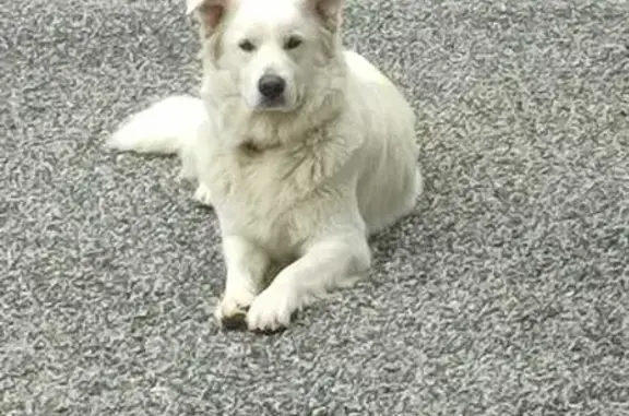 Chien perdu, Chemin des Aulnes, Samatan - photo