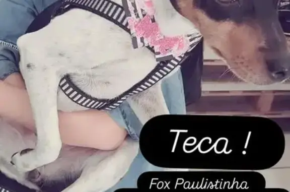 cachorro desaparecida