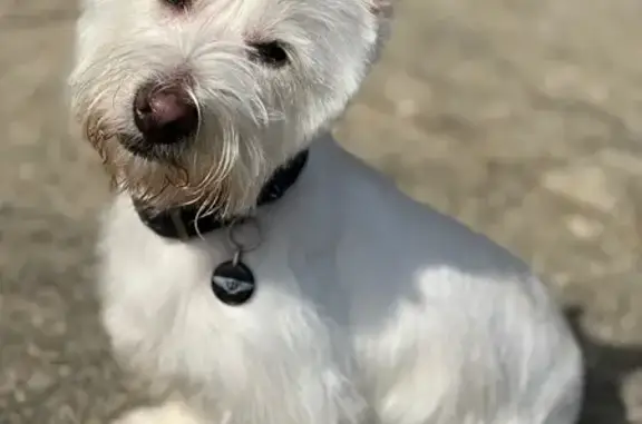 Lost Westie: Bentley Needs Meds & Home