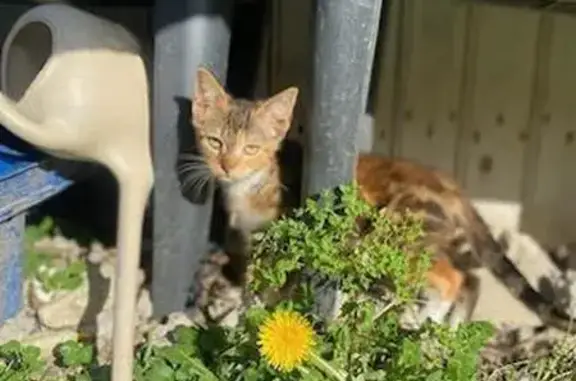Chatte perdue: Nazra, rue des Fossés - photo