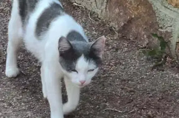 Chatte blanche et noire trouvée à Limoges - photo