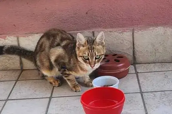 Animaux perdus Marseille, photo: Chat fauve perdu, collier rose, Marseille