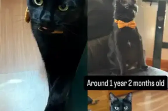 Lost and found pets , photo: Lost Black Cat: Green Eyes, Senator St.