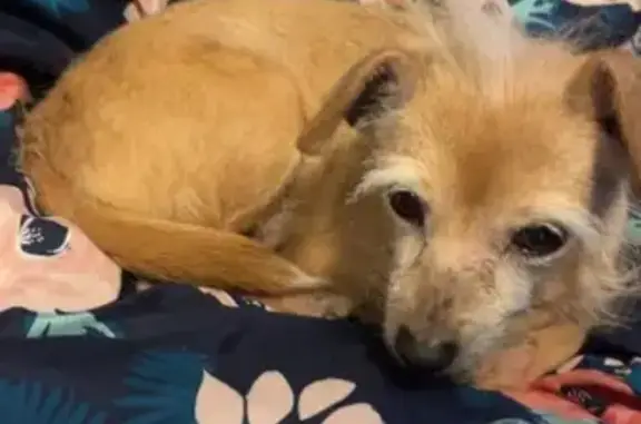 Help Find Our Sweet 17-Year-Old Pup!