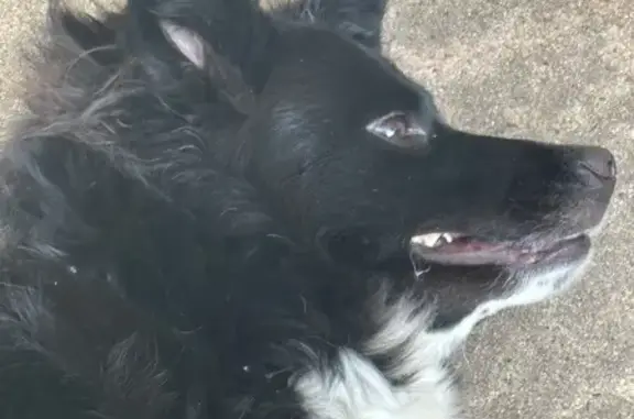 Lost and found pets Oklahoma City, photo: Lost Black Dog with Unique Ears in OKC