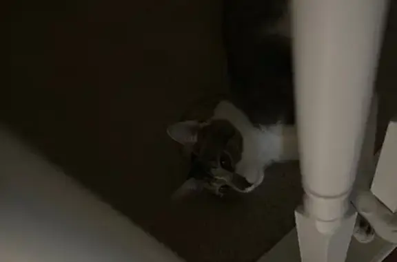 Lost Cat: Coco, Brown & White Tabby, CO
