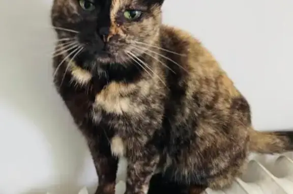 Animaux perdus Saint-Herblain, photo: Chatte écaille 15 ans perdue à St Herblain