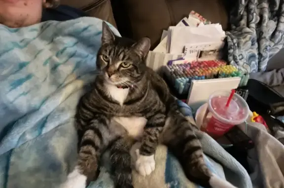 Lost Tabby Cat: White Boots & Stripes