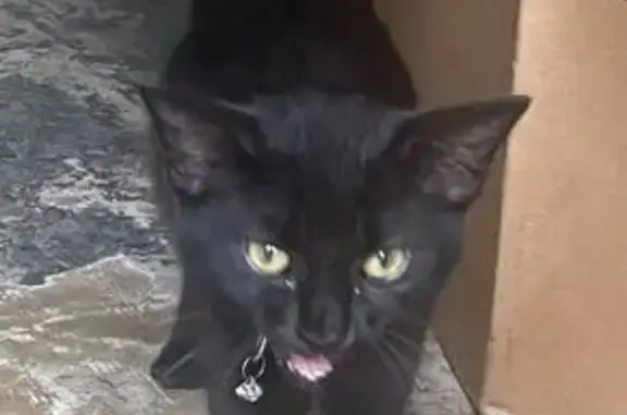 Found pets Chattanooga, photo: Found: Friendly Black Kitten on Wilbanks