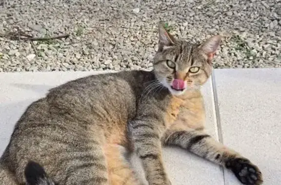 Chatte perdue: Luna, rue des Genêts - photo
