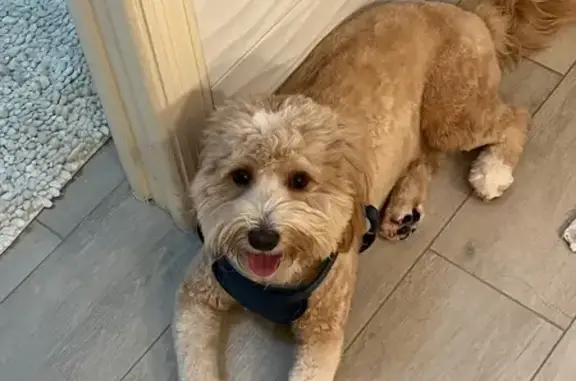 Lost Apricot Dog: Belmont Walmart Area