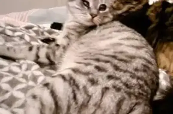 Chat perdu : tigré, un œil, queue courte - photo