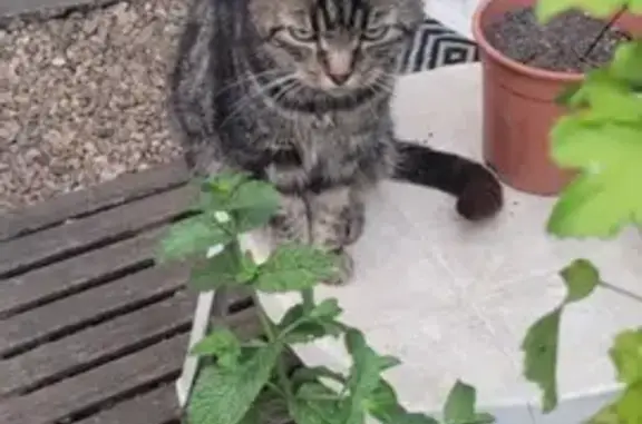 Chat perdu, Lusignan, photo: Chat perdu : Felo, 11 ans, rue de Chypre