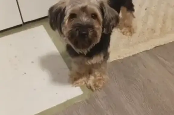 Missing dog Gulfport, photo: Lost Yorkie Cookie: Help Find Her!