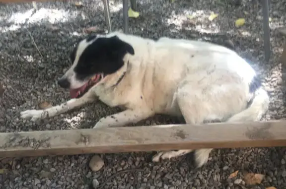 Perros perdidos, , foto: ¡Urgente! Perdida perrita Lula en Sant Miquel