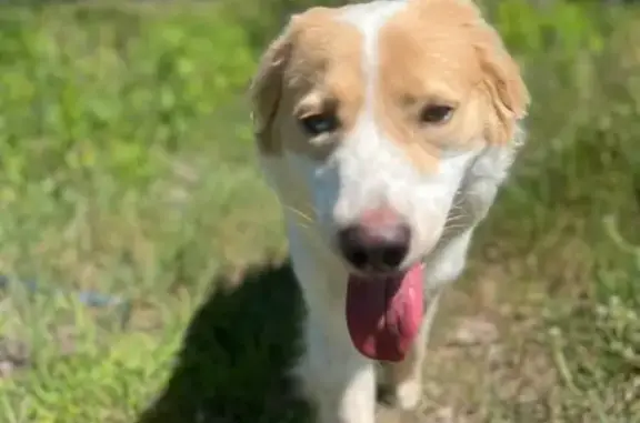 Lost: Unique Great Pyrenees on River Rd